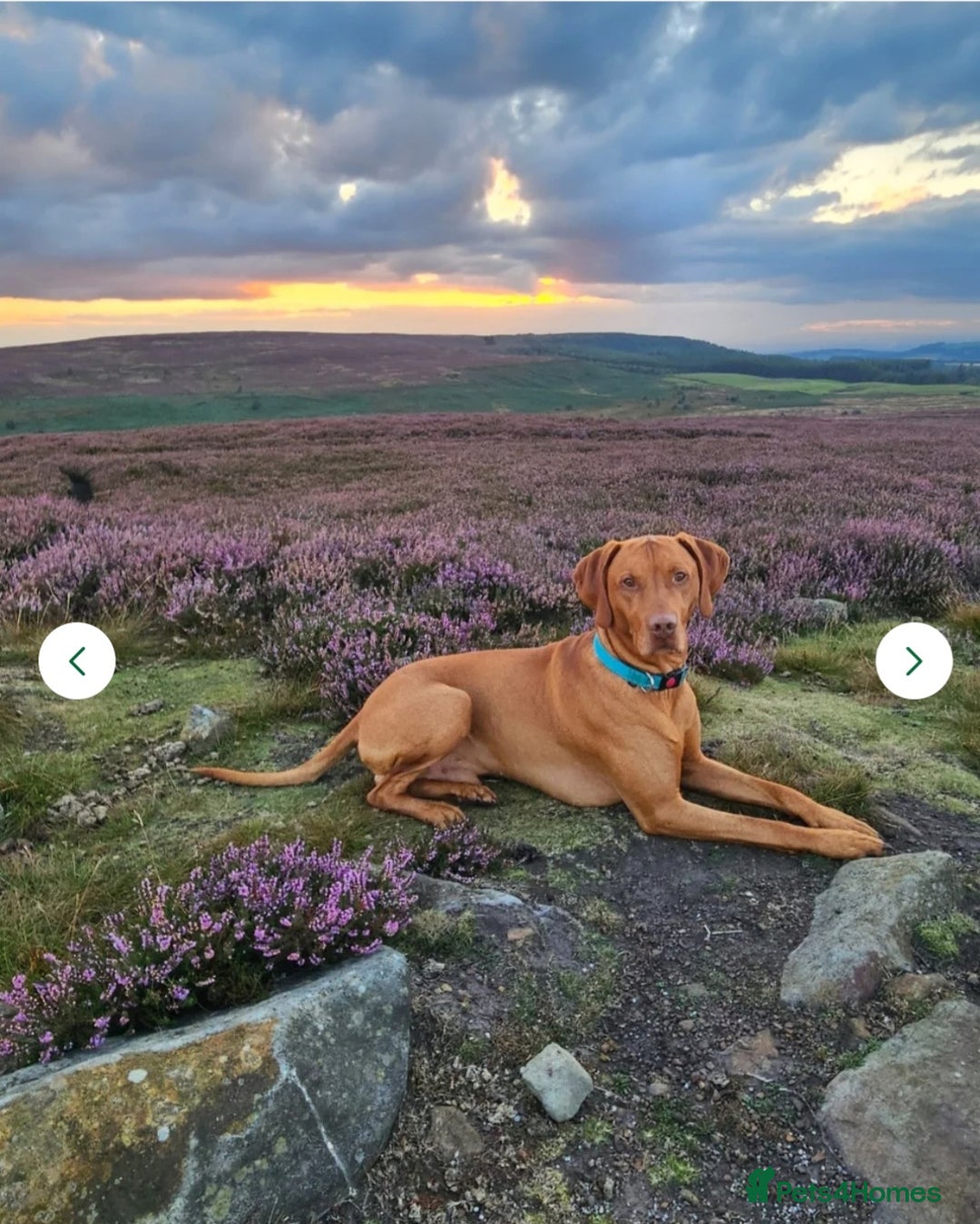 Hungarian Vizsla dogs for sale: Hungarian Vizsla Puppies, 5th generation pedigree - Advert 6