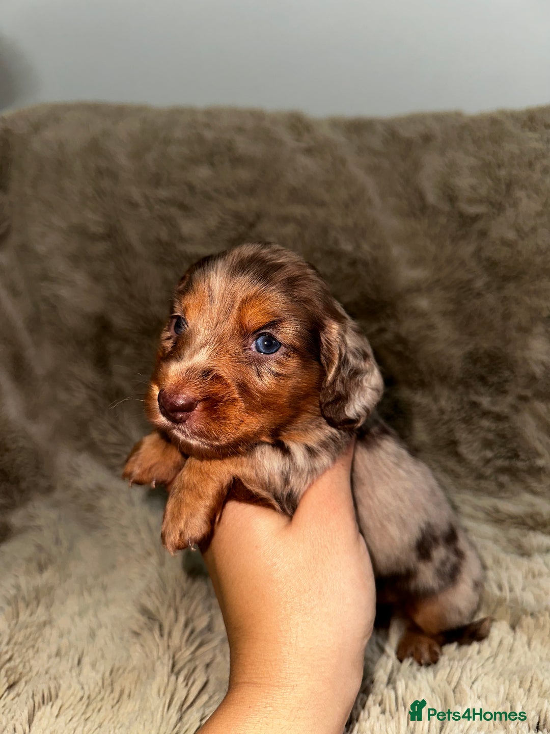 Dachshund dogs for sale: LONG HAIR MINIATURE DACHSHUNDS🤍 - Image 6