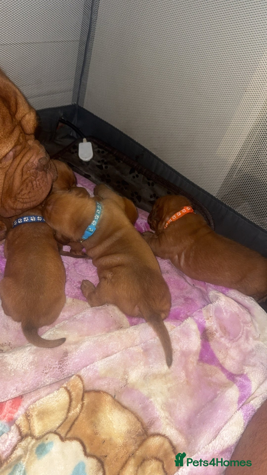Dogue De Bordeaux dogs for sale: (REDUCED) kc registered champ blood ddb puppies  - Advert 7
