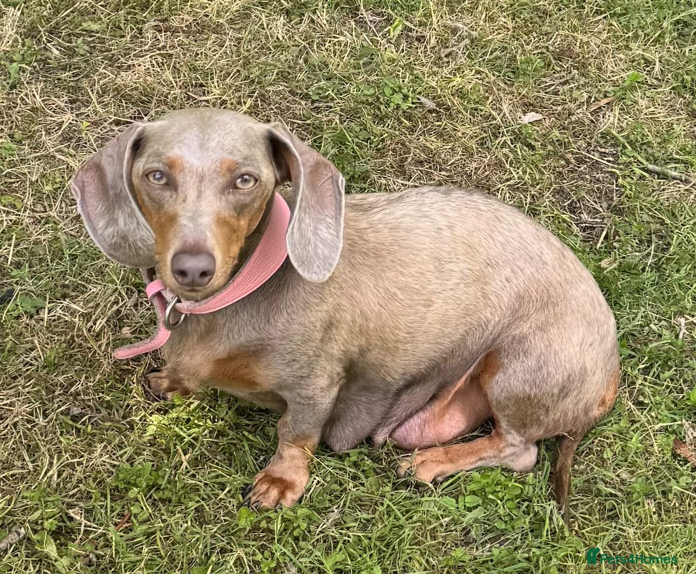 Dachshund dogs 🏆 KC REGISTERED MINIATURE DACHSHUND PUPPIES 🏆 - Advert 5