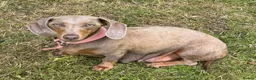 Dachshund dogs for sale: 🏆 KC REGISTERED MINIATURE DACHSHUND PUPPIES 🏆 - Advert 1