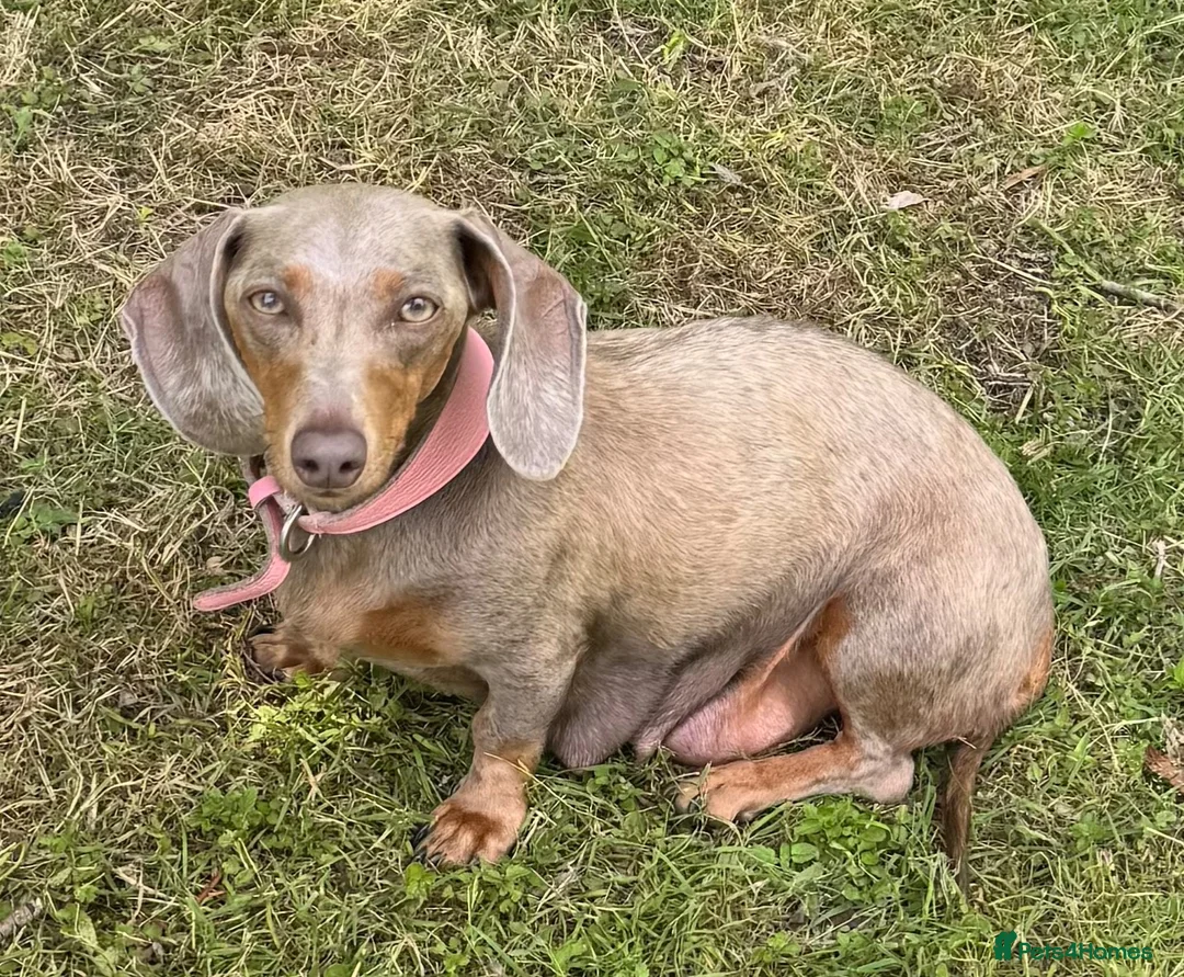 Dachshund dogs for sale: 🏆 KC REGISTERED MINIATURE DACHSHUND PUPPIES 🏆 - Advert 1