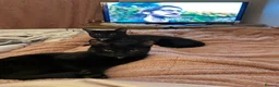Mixed Breed cats for sale: 2 black sisters. in Eastleigh - Advert 2
