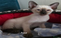 Oriental cats for sale: 8 supersoft GCCF registered Oriental kittens  - Image 10