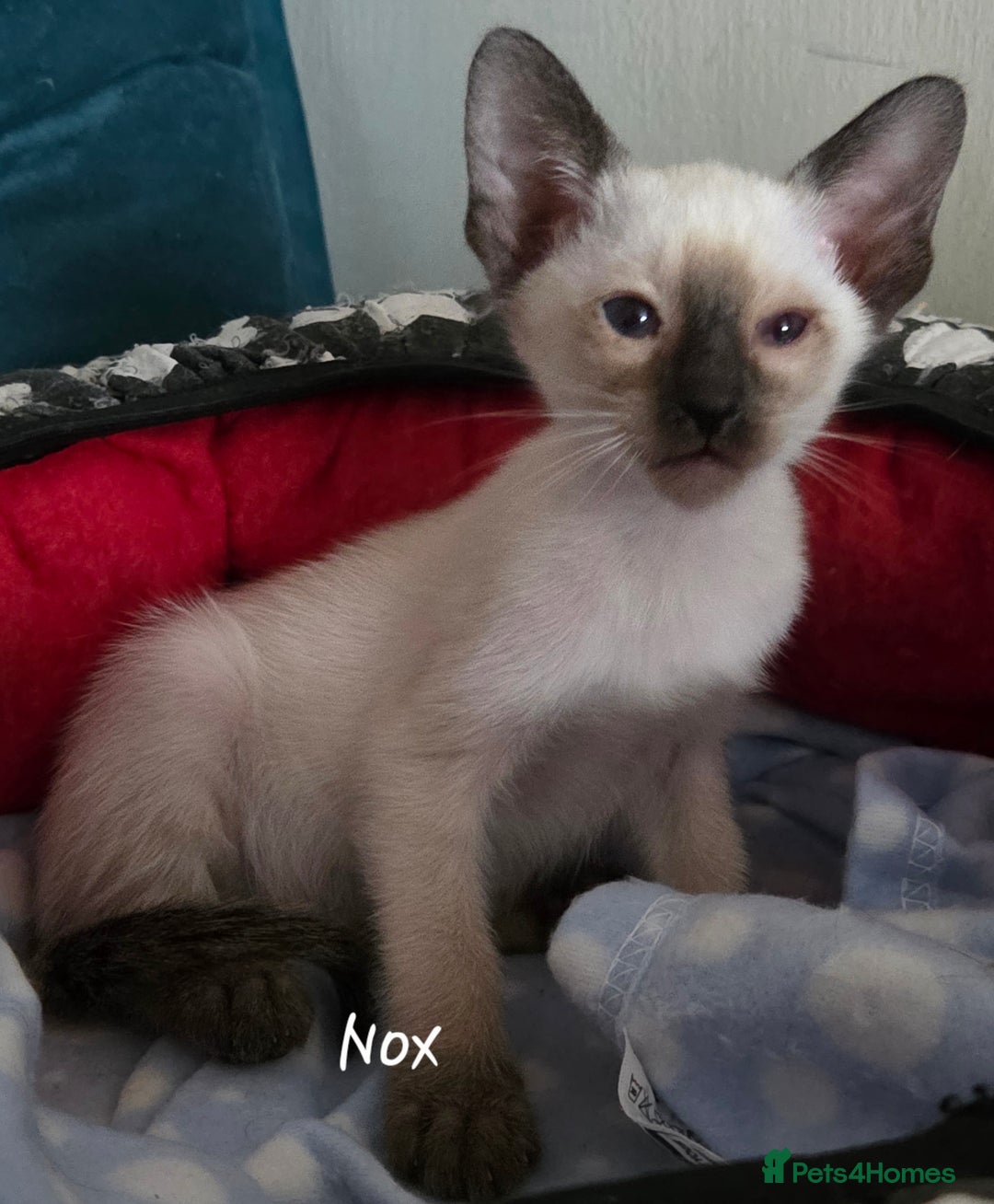 Oriental cats for sale: 8 supersoft GCCF registered Oriental kittens  - Image 10