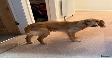 Cocker Spaniel dogs Stunning working cocker spaniels  - Advert 3