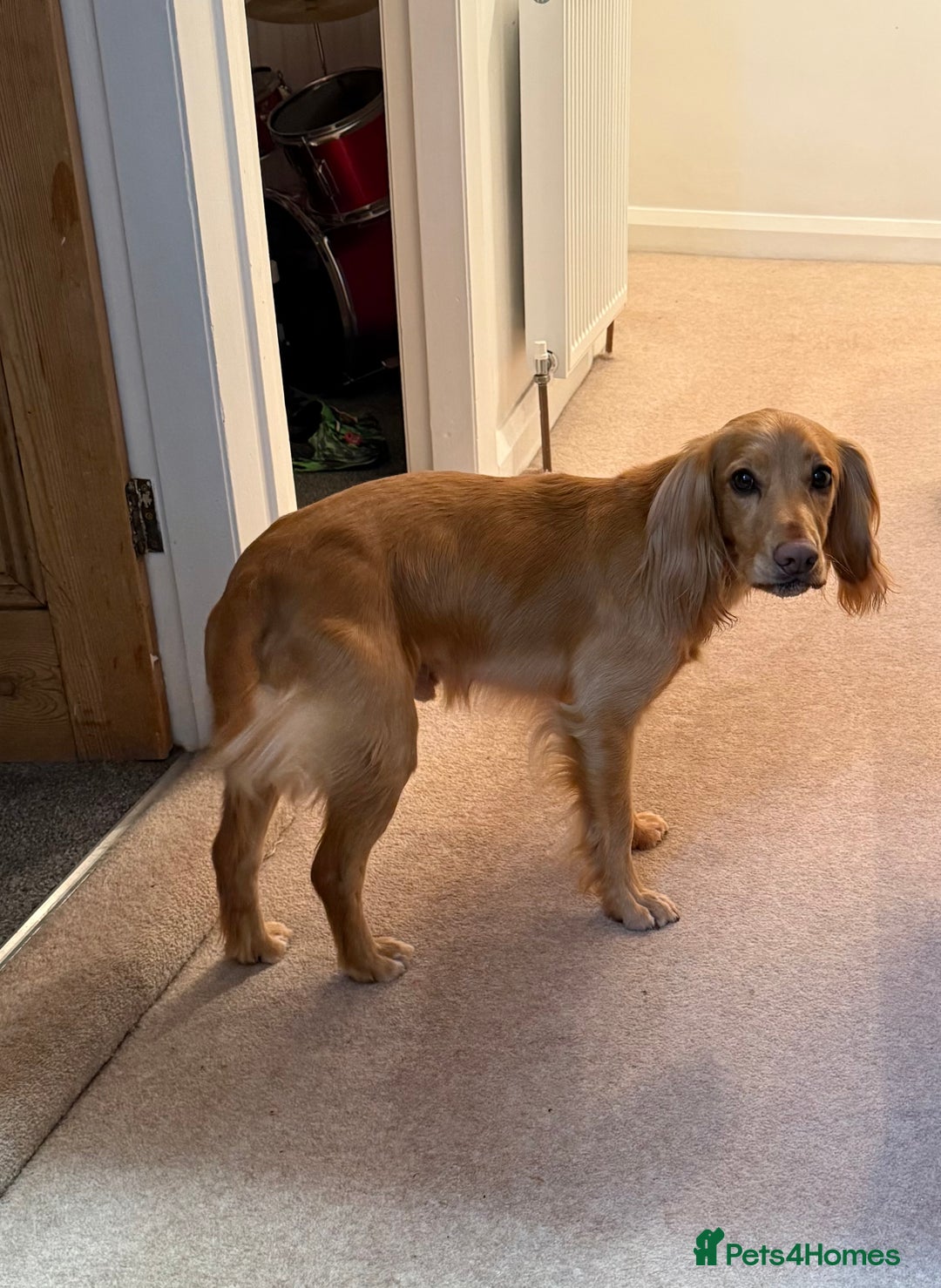 Cocker Spaniel dogs for sale: Stunning working cocker spaniels  - Advert 2