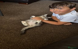 Maine Coon cats for sale: Female Mainecoon For Sale - Image 7