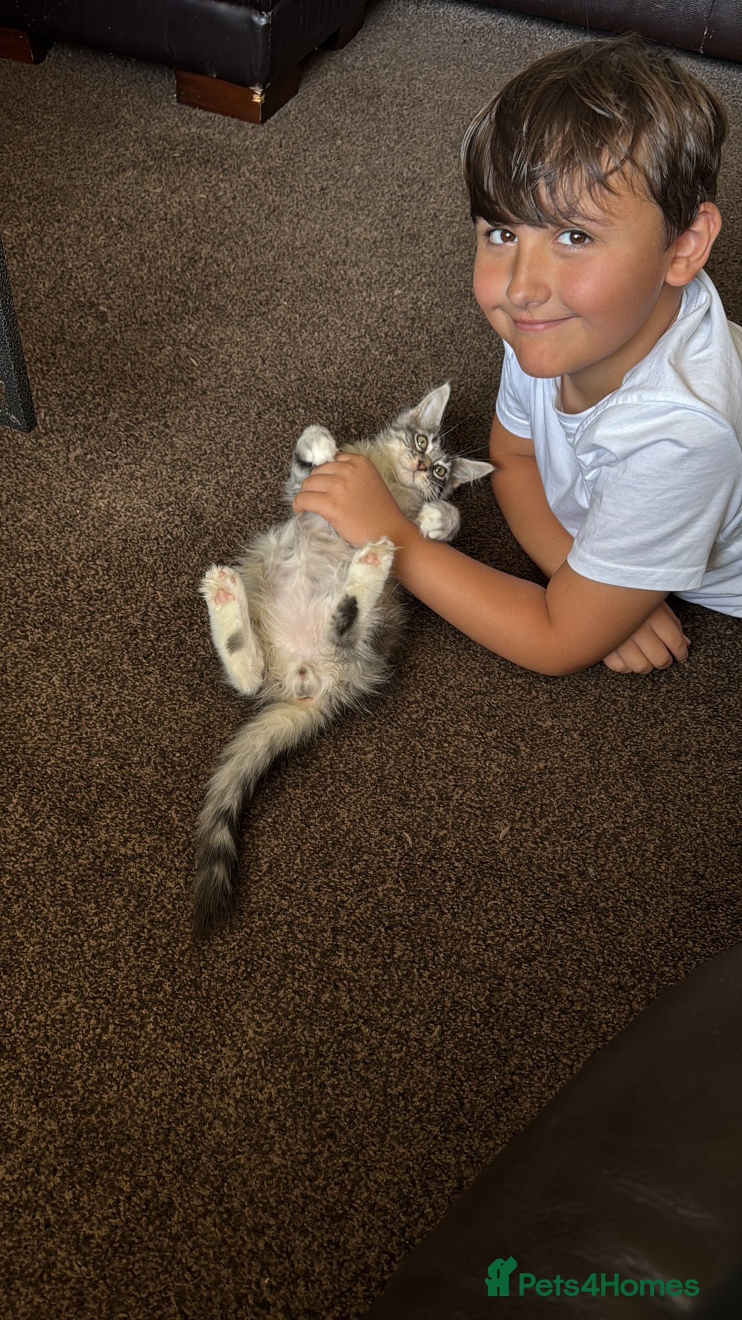 Maine Coon cats for sale: Female Mainecoon For Sale - Image 7