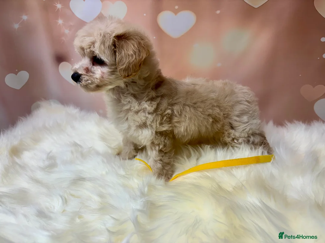 Maltipoo dogs for sale: Adorable Toy F1 DNA Tested Parents  - Advert 25