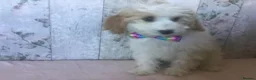 Cavapoo dogs for sale: Adorable Cockalierpoo pups ( so cute) - Advert 6