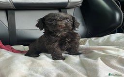 Cockapoo dogs for sale: GORGEOUS F1 MERLE COCKAPOOS HEALTH TESTED PARENTS - Image 16