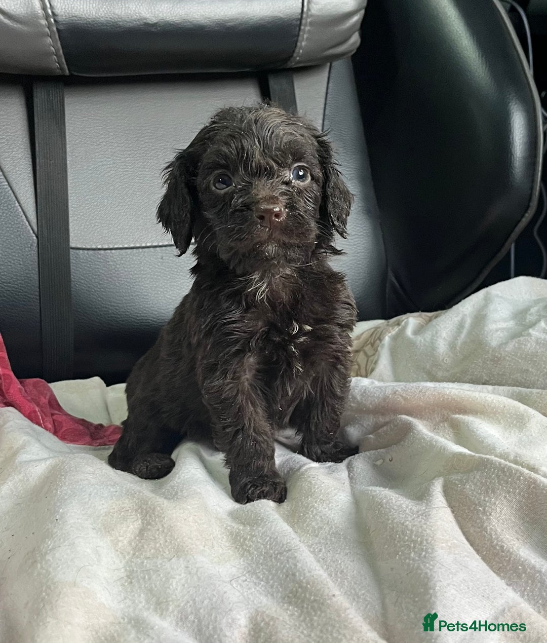 Cockapoo dogs for sale: GORGEOUS F1 MERLE COCKAPOOS HEALTH TESTED PARENTS - Image 16