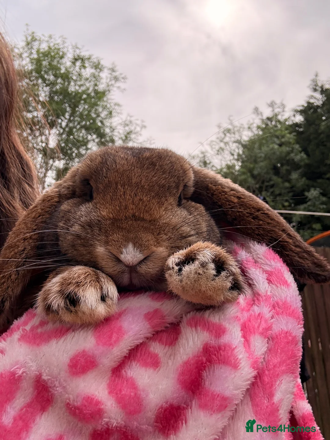 French Lop rabbits for sale: Harry  - Advert 4