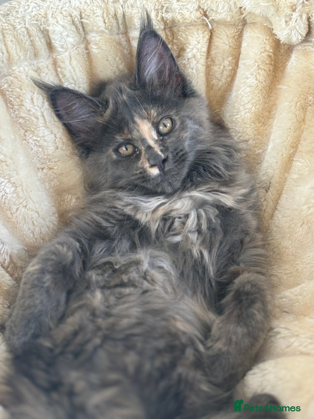 Maine Coon cats for sale: Tica Stunning Kittens  - Image 2