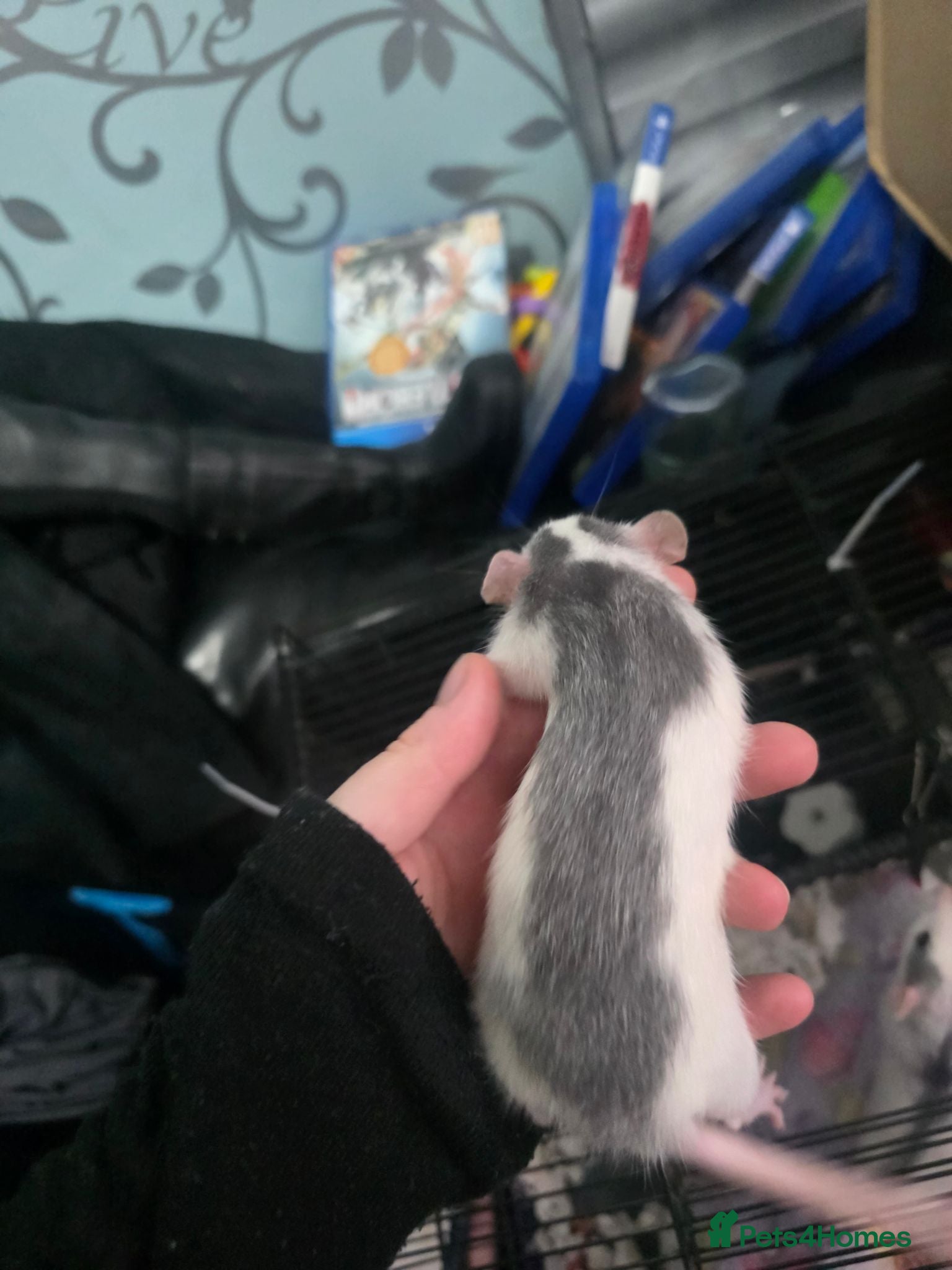 Rat rodents £10 rats/ £50 cage need rehoming  - Advert 5