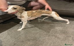 Whippet dogs for sale: 6 gorgeous blue whippet puppies  - Image 27