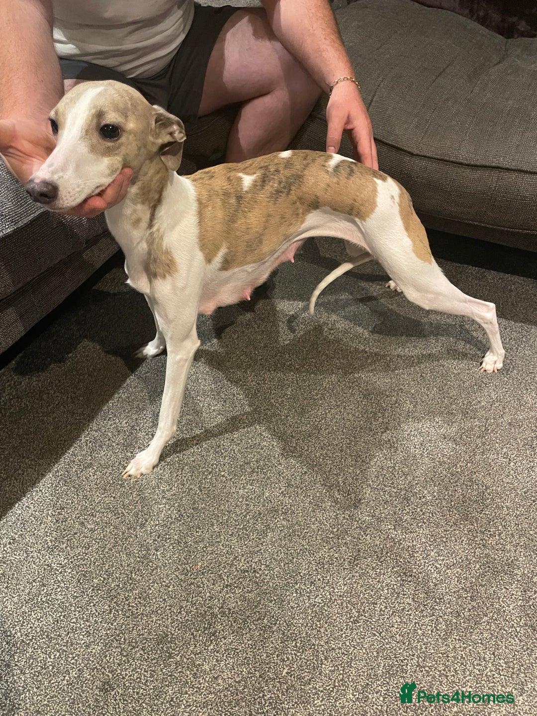 Whippet dogs for sale: 6 gorgeous blue whippet puppies  - Image 27
