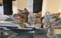 Maine Coon cats for sale: 🔥*Stunning Litter of 8💎Solid Blue Maine Coon*🔥  - Image 14