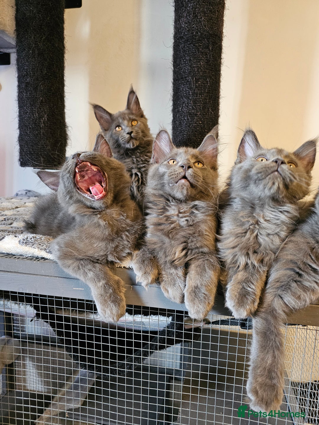 Maine Coon cats for sale: 🔥*Stunning Litter of 8💎Solid Blue Maine Coon*🔥  - Image 14