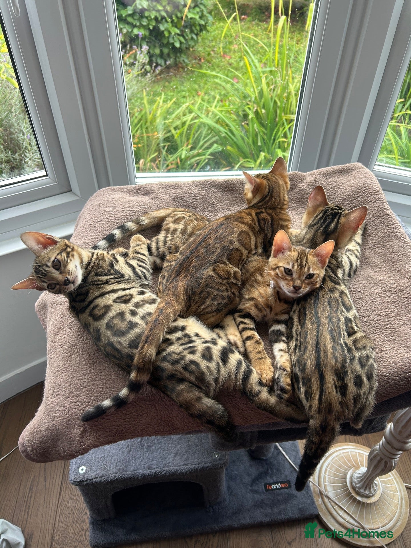 Bengal cats Pedigree Bengal Kittens - Advert 2