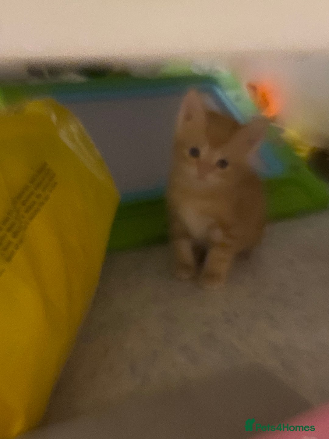 Mixed Breed cats for sale: 2 kittens male and female - Advert 20