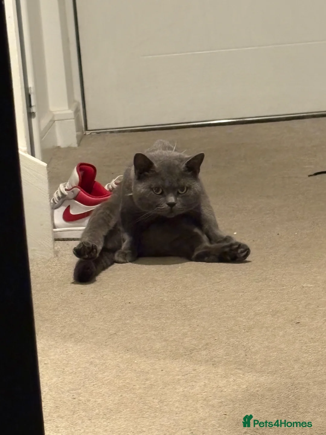 British Shorthair cats for sale: British shorthair - Advert 2