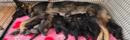 German Shepherd dogs for sale: German Shepherd Puppies in Northwich - Advert 16
