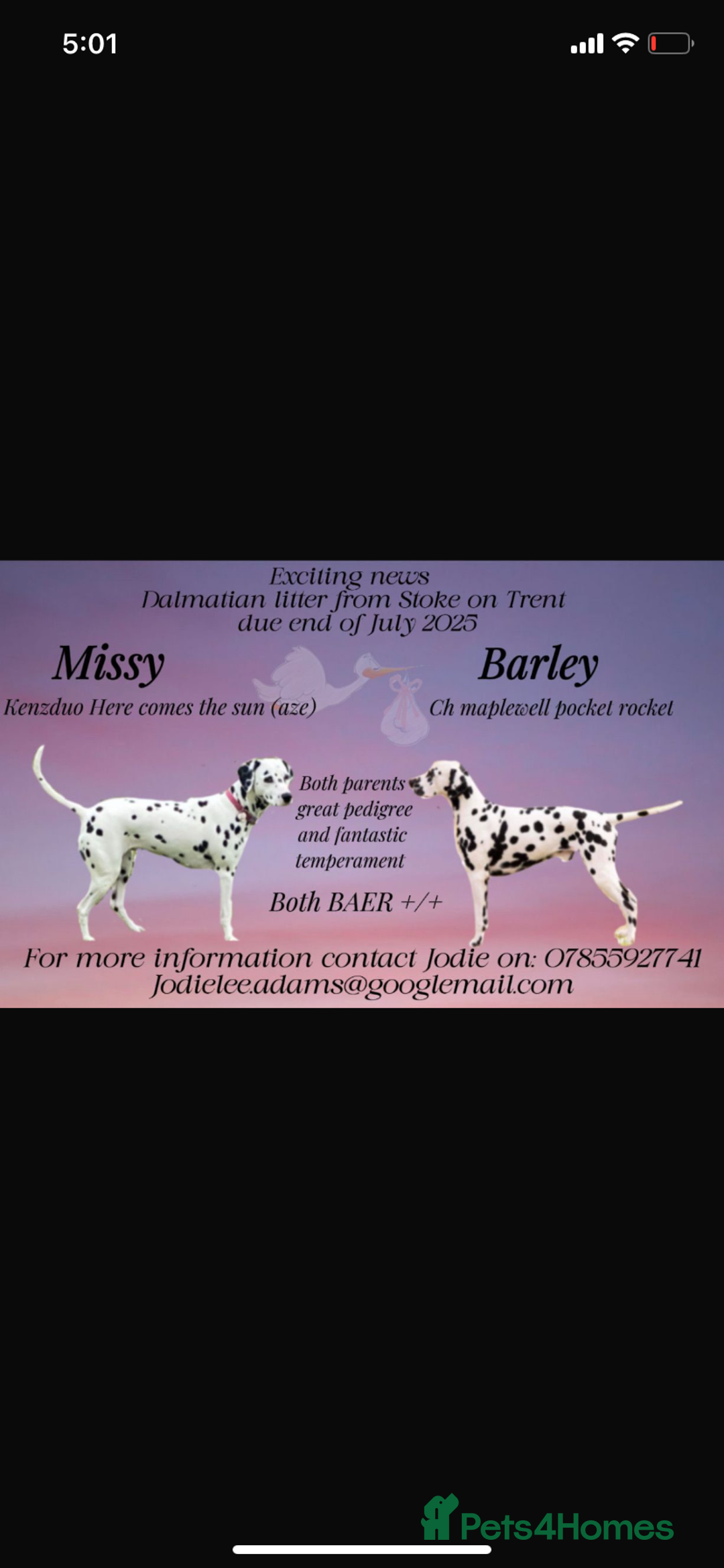 Dalmatian dogs for sale: Dalmation Puppies Have Arrived…!! - Image 5