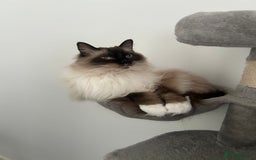 Ragdoll cats for sale: Male ragdoll and male Persian available  - Image 7