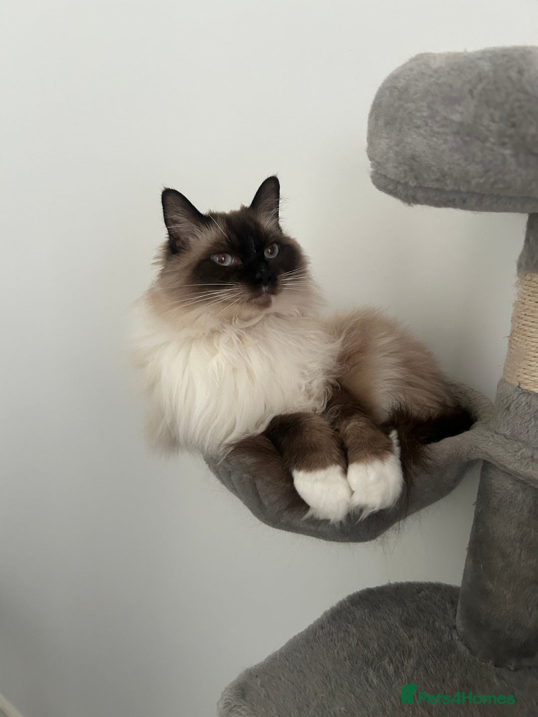 Ragdoll cats for sale: Male ragdoll and male Persian available  - Image 7