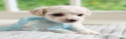 Mixed Breed dogs for sale: Stunning Shichon-poo teddies - Advert 15