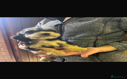 Cockapoo dogs for sale: Adorable show cocker poo puppies - Image 13