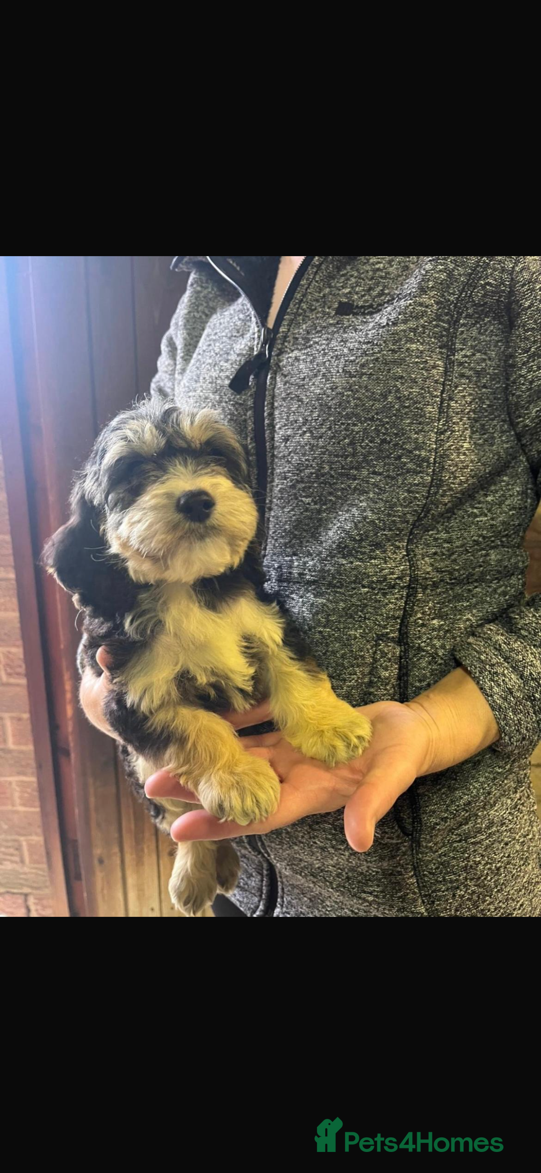 Cockapoo dogs for sale: Adorable show cocker poo puppies - Image 13