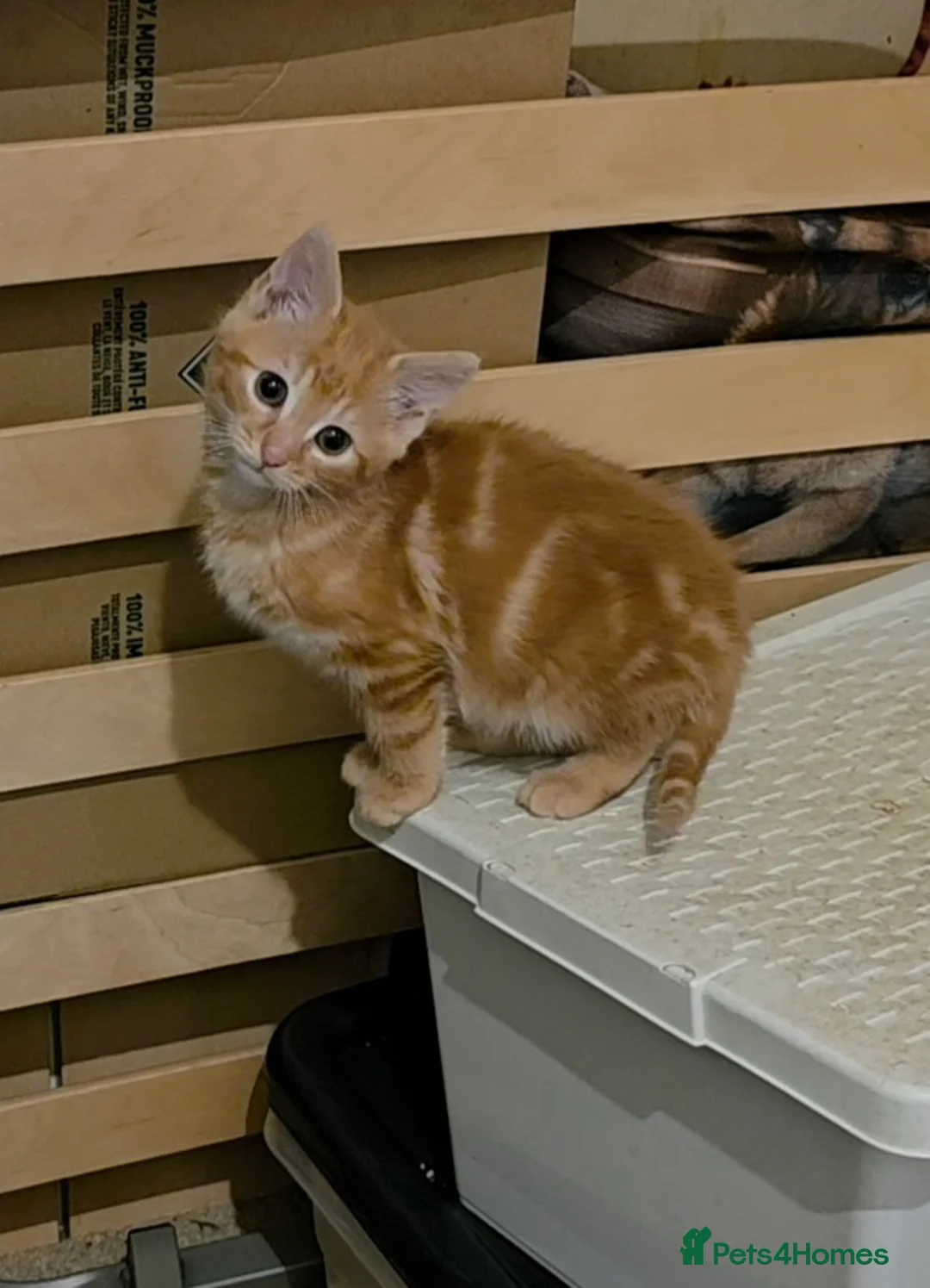 Mixed Breed cats for sale: Playful ginger boys  - Advert 9