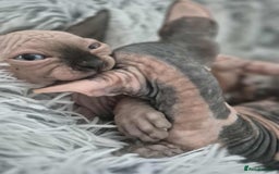 Sphynx cats for sale: Sphynx  - Image 3