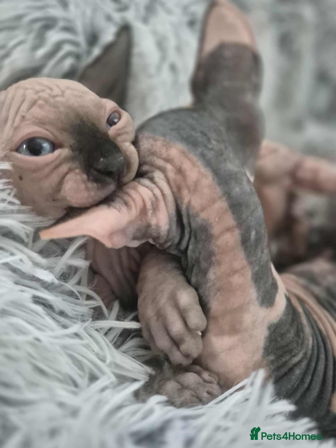 Sphynx cats for sale: Sphynx  - Image 3