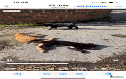Mixed Breed cats for sale: Two litters of kittens available - Image 3