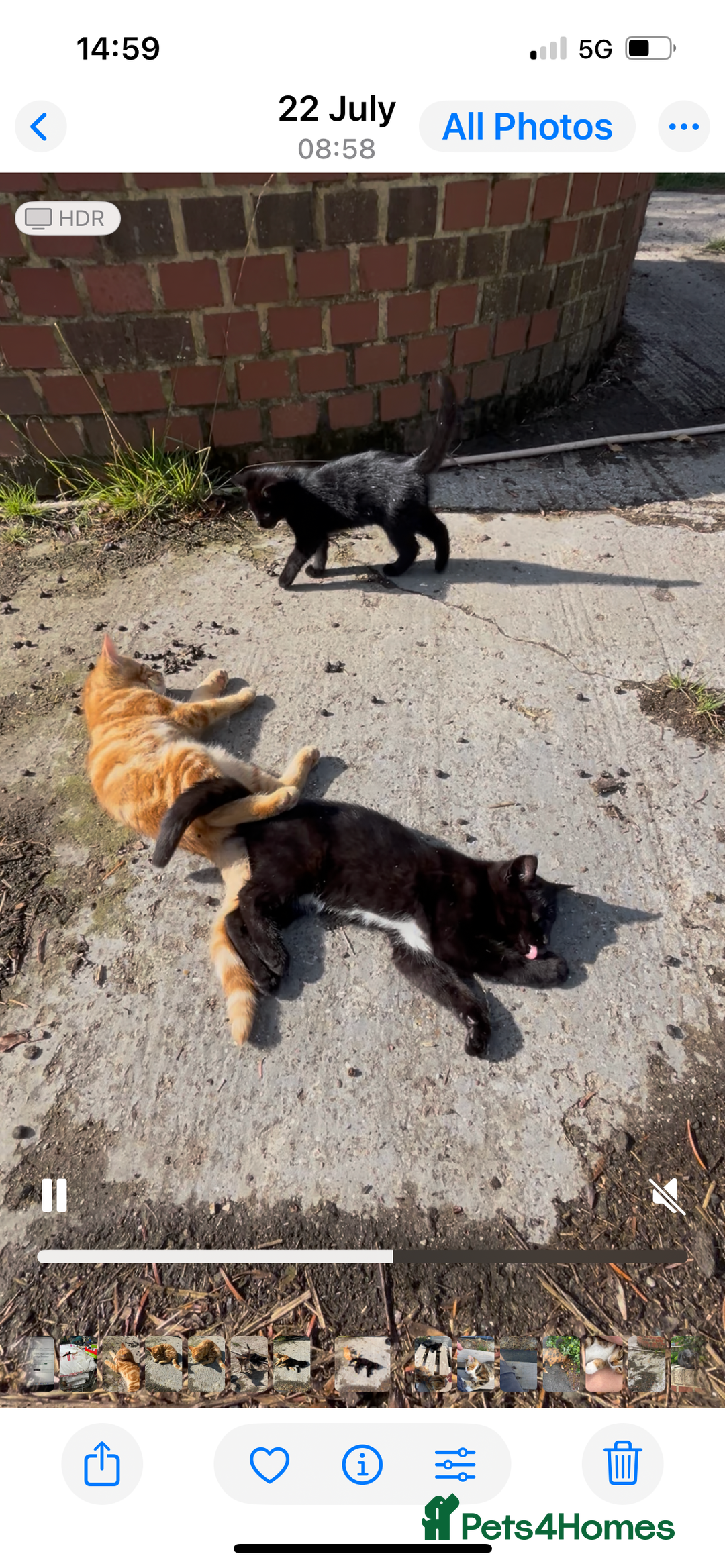 Mixed Breed cats for sale: Two litters of kittens available - Image 3