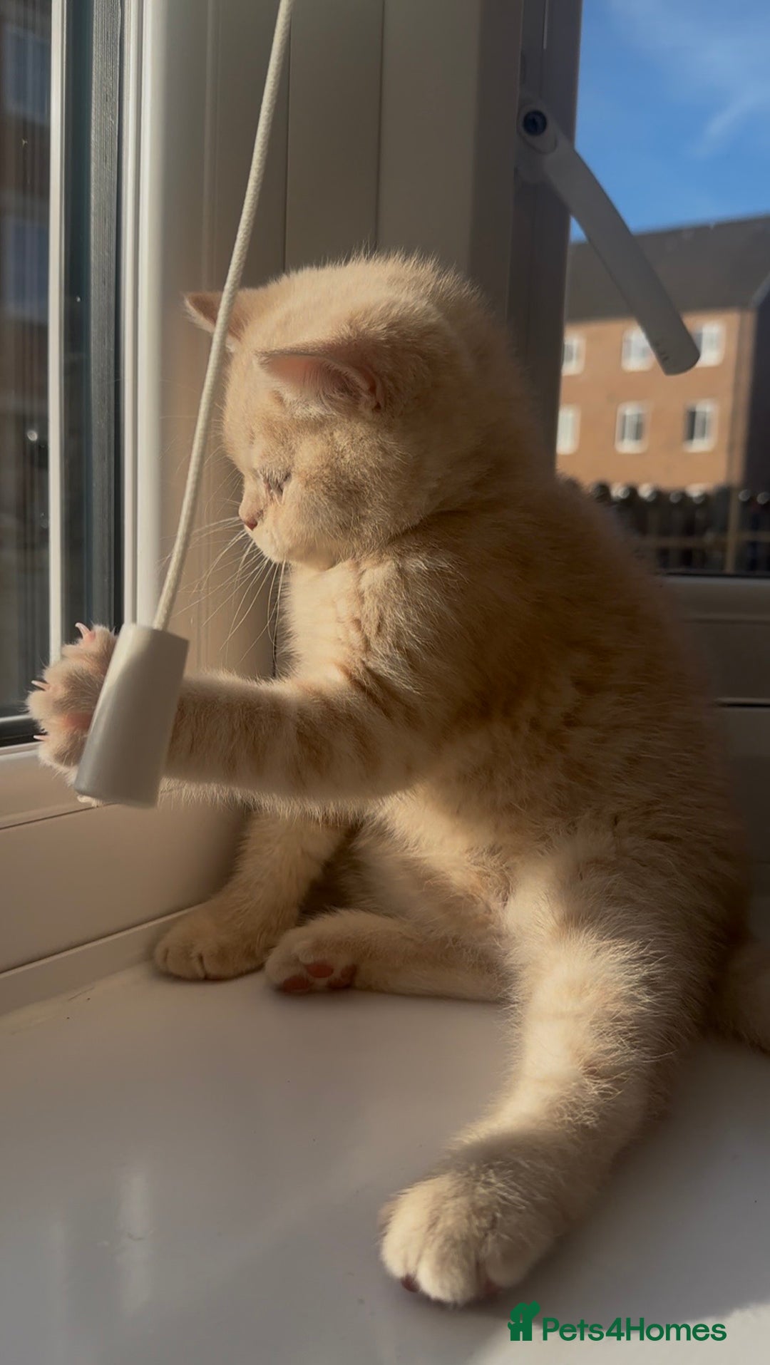 British Shorthair cats for sale: Cream British Shorthair Boy - Advert 4