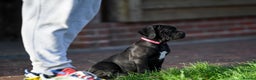 Cane Corso dogs for sale: Cane Corso pups  - Advert 19