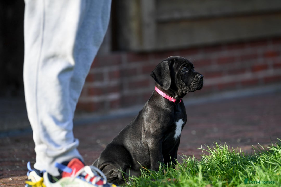 Cane Corso dogs for sale: Cane Corso pups  - Advert 19