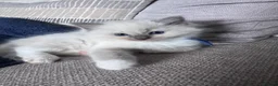 Ragdoll cats for sale: Stunning GCCF Registered Ragdoll Kitten - Advert 16