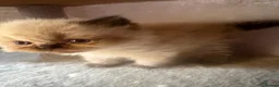 Persian cats for sale: 3 Persian female kittens Delivery Available  - Advert 10