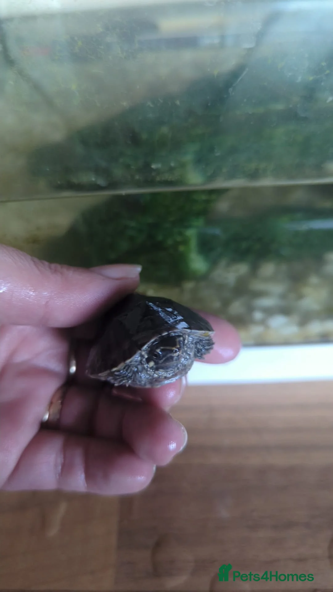 Turtle reptiles for sale: Musk turtles  in Washington - Advert 7
