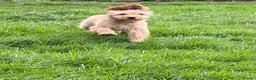 Cavapoo dogs for sale: Gorgeous Cavapoo Boy - Loyal, Loving Companion - Advert 9