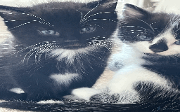 British Shorthair cats for sale: kittens shorthair mix breed in Shifnal - Image 6