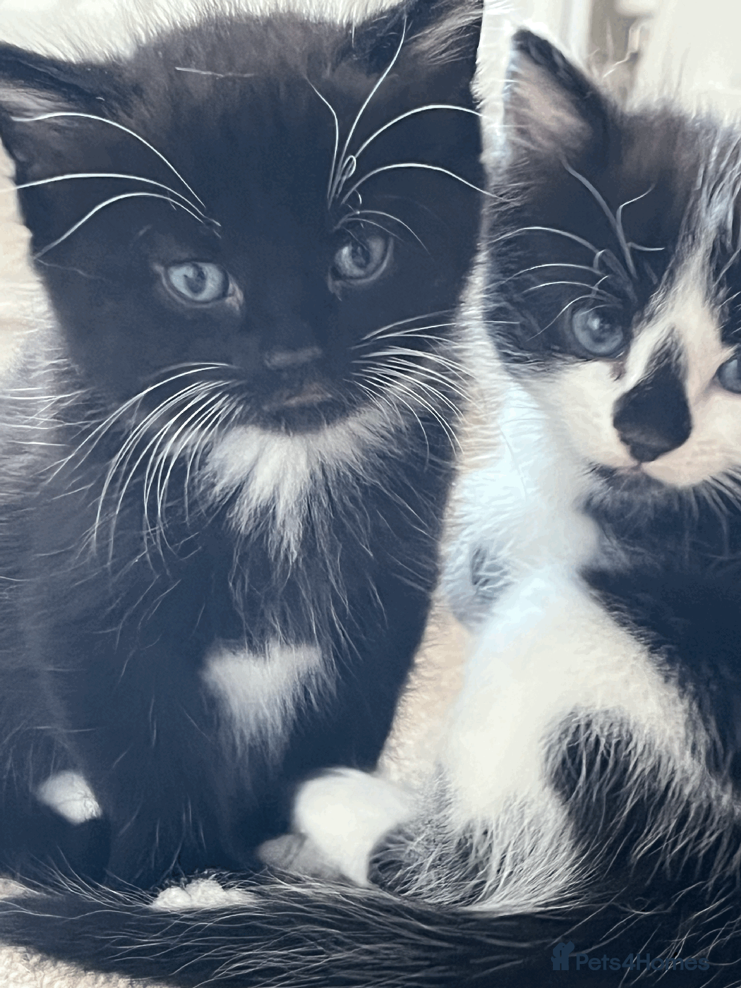 British Shorthair cats for sale: kittens shorthair mix breed in Shifnal - Image 6
