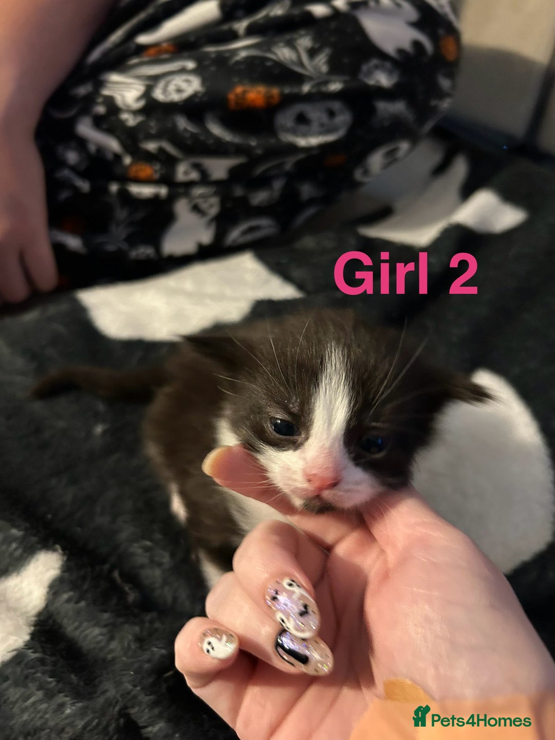 Mixed Breed cats for sale: 5 gorgeous kittens - Image 14