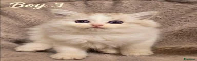 Persian 3